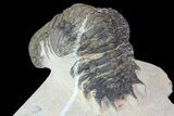 Bargain, Crotalocephalina Trilobite Fossil #67879-1